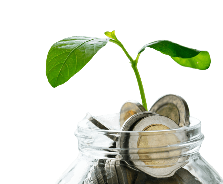 Money Plant